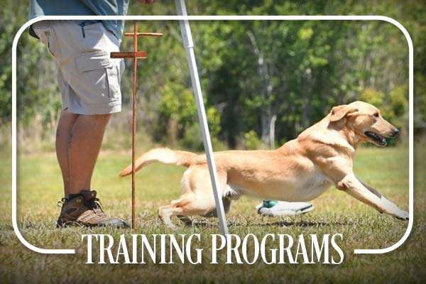 Windy Hill Retrievers Training Programs